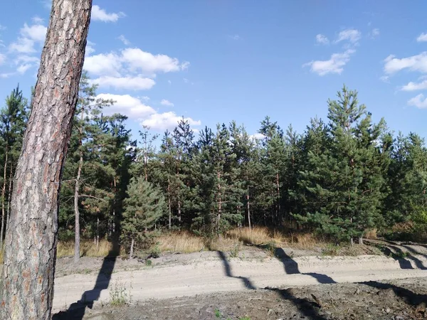 Bosque Camino Arenoso Largo Bosque Pinos Jóvenes — Foto de Stock