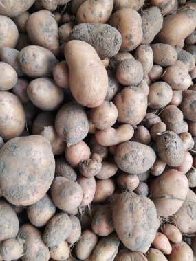 Bir kutuda taze büyük patatesler kilerde uzun vadeli depolanmayı bekliyor.