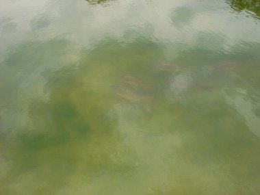 Şehrin, doğanın, sporun, futbolun farklı fotoğrafları.