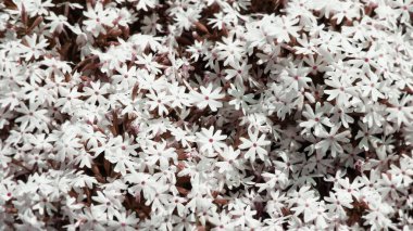 Kum dalgaları okyanusun dibinde oluşur. Fotoğraf bir arkaplan resmi olarak oluşturulmuştur. Herkes bu resmi ekran koruyucu olarak kullanabilir
