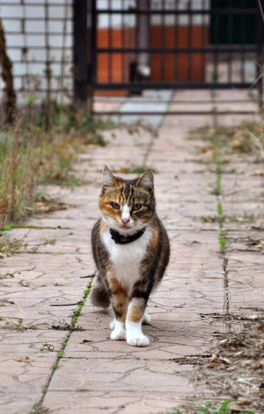 Gattino Venuto Salutarmi — Foto Stock