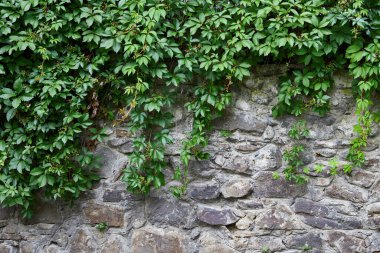 yeşil bitkiler eski yeşil bir bahçede, Provence 'de duvarda yetişiyor..