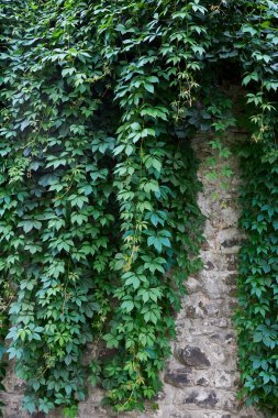 yeşil bitkiler eski yeşil bir bahçede, Provence 'de duvarda yetişiyor..