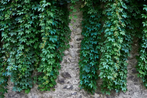 Grüne Pflanzen Die Einer Mauer Einem Alten Grünen Garten Der — Stockfoto