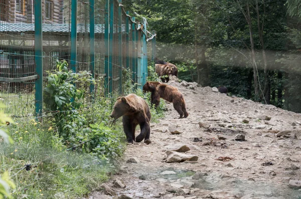 Rehabilitation of bears, Sad bear in an animal cage. Wild bear walking