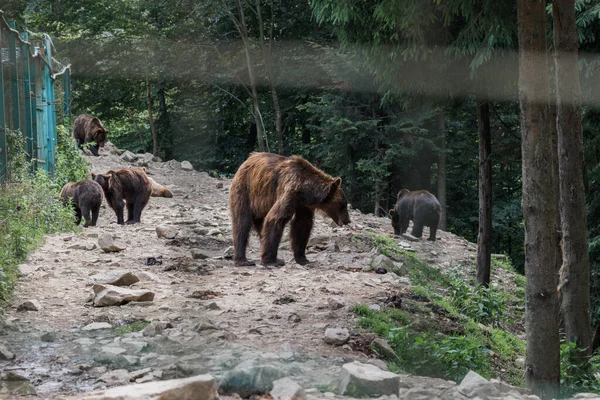 Rehabilitation of bears, Sad bear in an animal cage. Wild bear walking