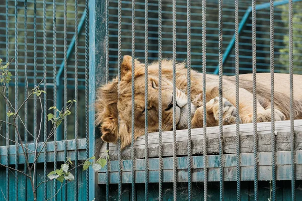 Λιοντάρι Κλουβί Κοιμάται Αποκατάσταση Των Ζώων — Φωτογραφία Αρχείου