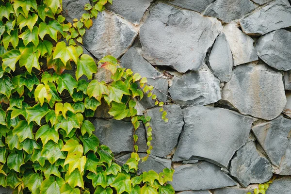 Green plants on a stone wall, green plants, can be used as wallpaper or background