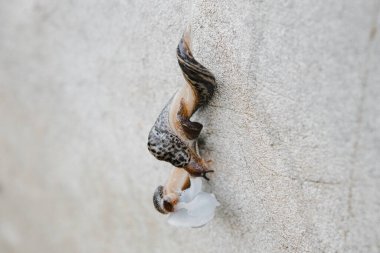 Çiftleşen bir çift sümüklüböcek, duvarda iki kilo ağırlığında.