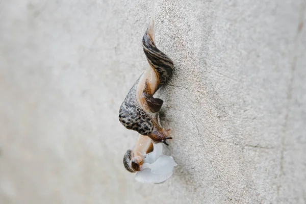 Çiftleşen bir çift sümüklüböcek, duvarda iki kilo ağırlığında.