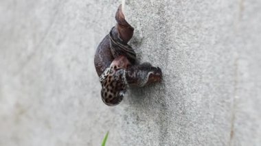 Flört dansına iki sümüklüböcek katılıyor. Sümüklüböcekler çift cinsiyetlidir ve döllenmeyi tamamlamak için sürekli birbirleriyle iç içe geçerler. İlginç ve kaba bir davranış.