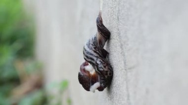 Flört dansına iki sümüklüböcek katılıyor. Sümüklüböcekler çift cinsiyetlidir ve döllenmeyi tamamlamak için sürekli birbirleriyle iç içe geçerler. İlginç ve kaba bir davranış.