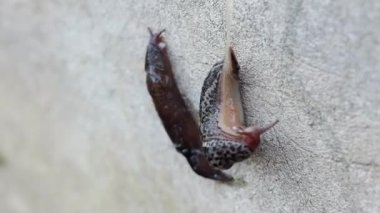 Flört dansına iki sümüklüböcek katılıyor. Sümüklüböcekler çift cinsiyetlidir ve döllenmeyi tamamlamak için sürekli birbirleriyle iç içe geçerler. İlginç ve kaba bir davranış.