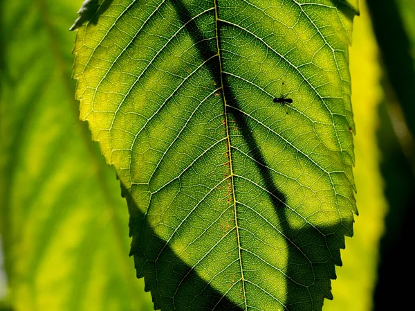 Leaf Brightly Backlit Vividly Showing Leaf Structure Midrib Petioles Silhouetted — Stock Photo, Image