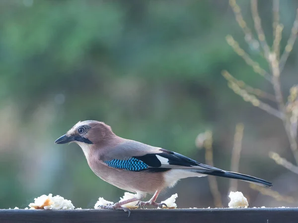 Ekmekle beslenen Avrupalı bir Jay 'in (Garrulus glandarius) yan görüntüsü. Kuş.