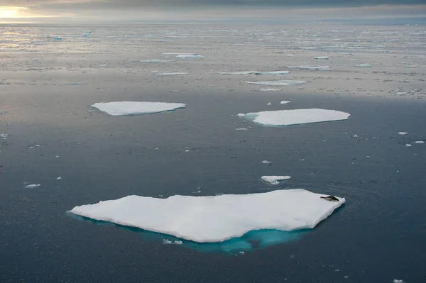 在北冰洋的广阔视野中 一只孤独而孤立的幼象海豹 Pagophilus Groenlandicus 孤零零地栖息在浮冰的边缘 气候与濒危野生动物 — 图库照片