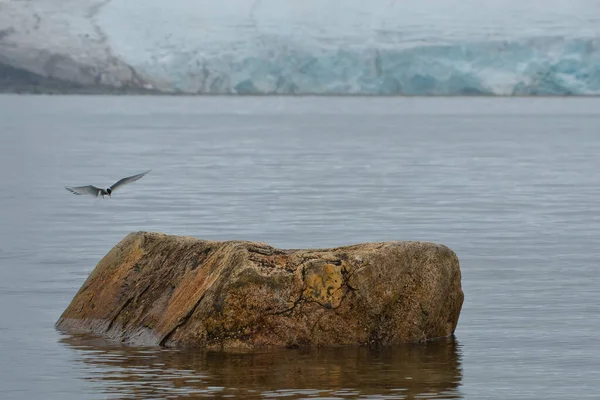 Une Sterne Arctique Sterna Paradisaea Aux Ailes Déployées Débarque Sur — Photo