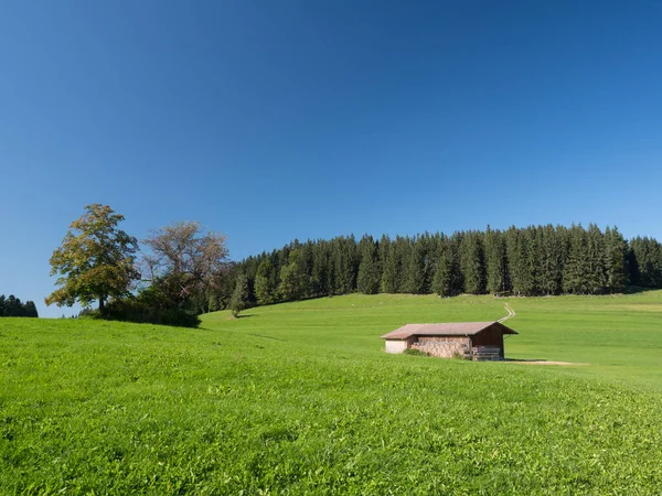 An alpine scene with mountain grassland a farmer\'s hut and clear blue sky.A pine forest is on the horizon on the german austrai border