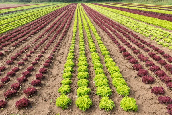 Düzgün ekilmiş Alman ürünleri kırmızı ve yeşil sıralarda gözden kayboluyor. Bakış açısı ve ufka giden yol çizgileri