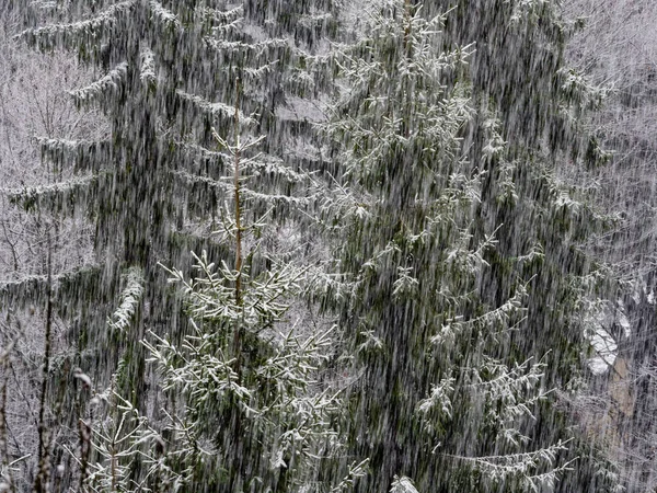 Fallande Snö Börjar Slå Sig Ner Alpina Tallar Rörelse Suddar — Stockfoto