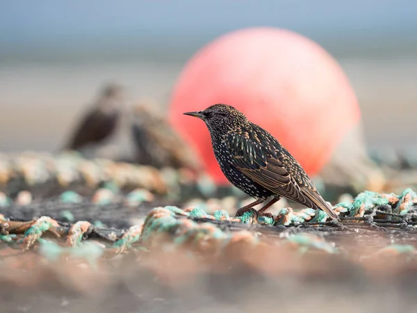 Çok güzel renkli bir sığırcık (sturnus vulgaris), arka planda bir şamandırayla balık ağları ve halatların arasında oturur.