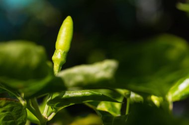 Ağaçta Kırmızı biber kapatın