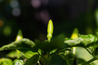 Ağaçta Kırmızı biber kapatın