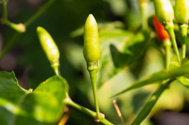 Ağaçta Kırmızı biber kapatın