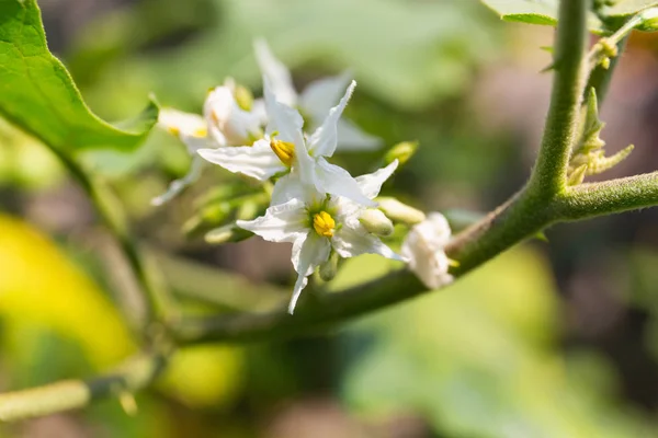 Flowers of Turkey berry or Solanum torvum. white flowers.