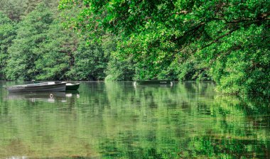 Gri arkaplanda yabanmersini.