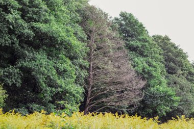 Sonbahar ormanı. Bir sürü sarı ağaç. Mavi gökyüzü.