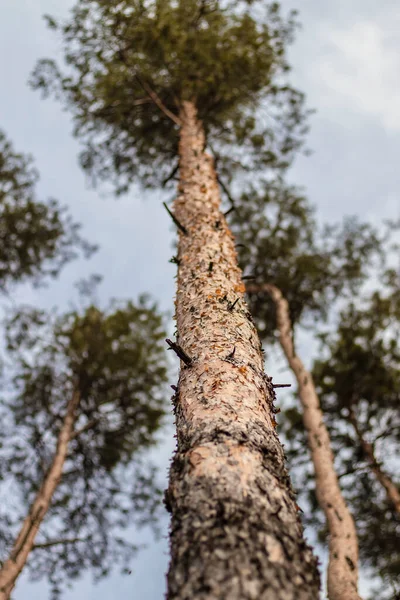 Bosco Autunno Sacco Alberi Gialli Cielo Blu — Foto Stock