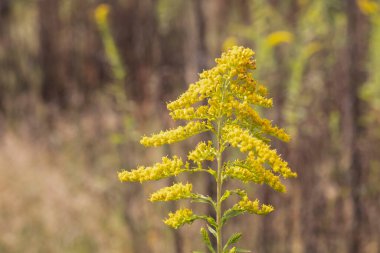 Arka plan için sarı çiçekler. Ve ayrıca gökyüzünün arka planında. Bir örümcek oturuyor..