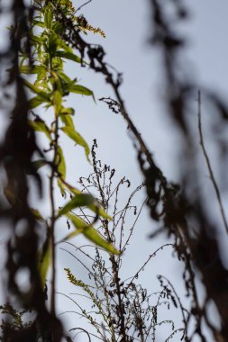 Arka plan için sarı çiçekler. Ve ayrıca gökyüzünün arka planında. Bir örümcek oturuyor..