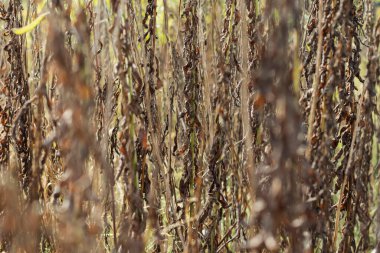 Arka plan için sarı çiçekler. Ve ayrıca gökyüzünün arka planında. Bir örümcek oturuyor..
