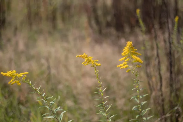 Желтые Цветы Фона Фоне Неба Паук Сидит — стоковое фото