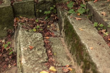 Parkta basamaklar var. Etrafta büyük ağaçlar var. Merdivenlerde yapraklar var..