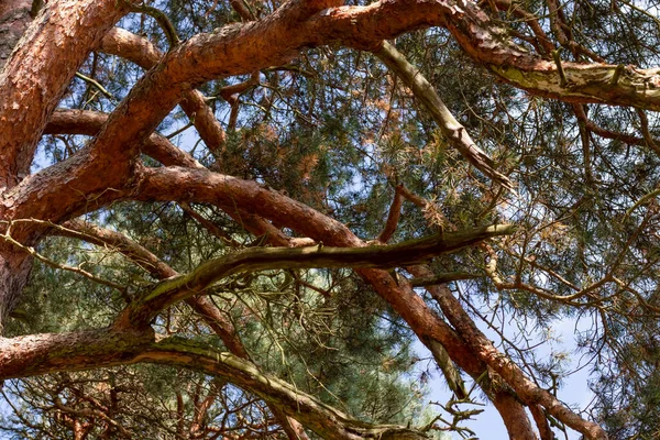 Alberi Nel Parco Vicino Fiume Così Come Figli Grandi Fiume — Foto Stock