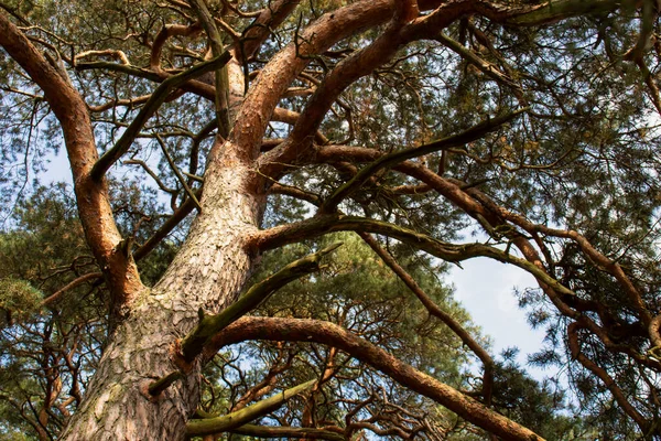 Alberi Nel Parco Vicino Fiume Così Come Figli Grandi Fiume — Foto Stock