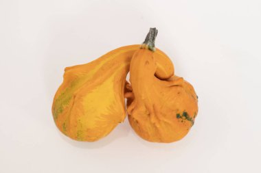 Beyaz arka planda bir balkabağı. Farklı şekil ve renkte balkabağı