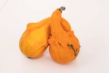 Beyaz arka planda bir balkabağı. Farklı şekil ve renkte balkabağı