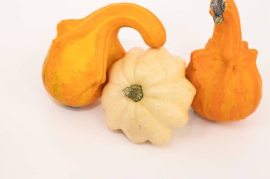 Beyaz arka planda bir balkabağı. Farklı şekil ve renkte balkabağı