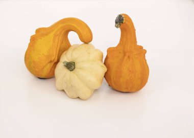 Beyaz arka planda bir balkabağı. Farklı şekil ve renkte balkabağı