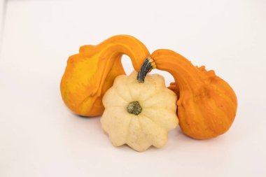 Beyaz arka planda bir balkabağı. Farklı şekil ve renkte balkabağı