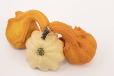 Beyaz arka planda bir balkabağı. Farklı şekil ve renkte balkabağı