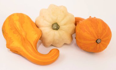 Beyaz arka planda bir balkabağı. Farklı şekil ve renkte balkabağı