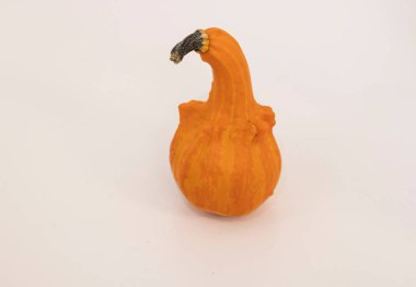 Beyaz arka planda bir balkabağı. Farklı şekil ve renkte balkabağı