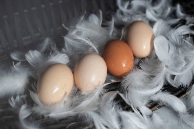 Sepette tavuk yumurtası.
