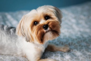 Yatağın üzerinde genç bir köpeğin portresi.