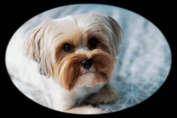 Yatağın üzerinde genç bir köpeğin portresi.